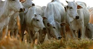 prefeitura-divulga-roteiro-de-vacina-o-contra-febre-aftosa