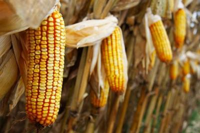 milho-troca-troca-abre-amanh-