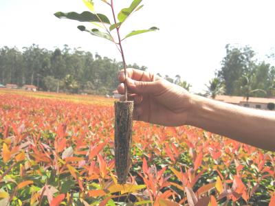 abertas-inscri-es-para-mudas-de-silvicultura