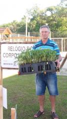 morangos-s-o-inclu-dos-no-rel-gio-do-corpo-humano