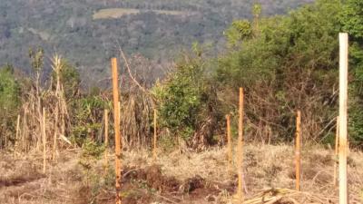 mudas-s-o-plantadas-no-morro-tico-tico