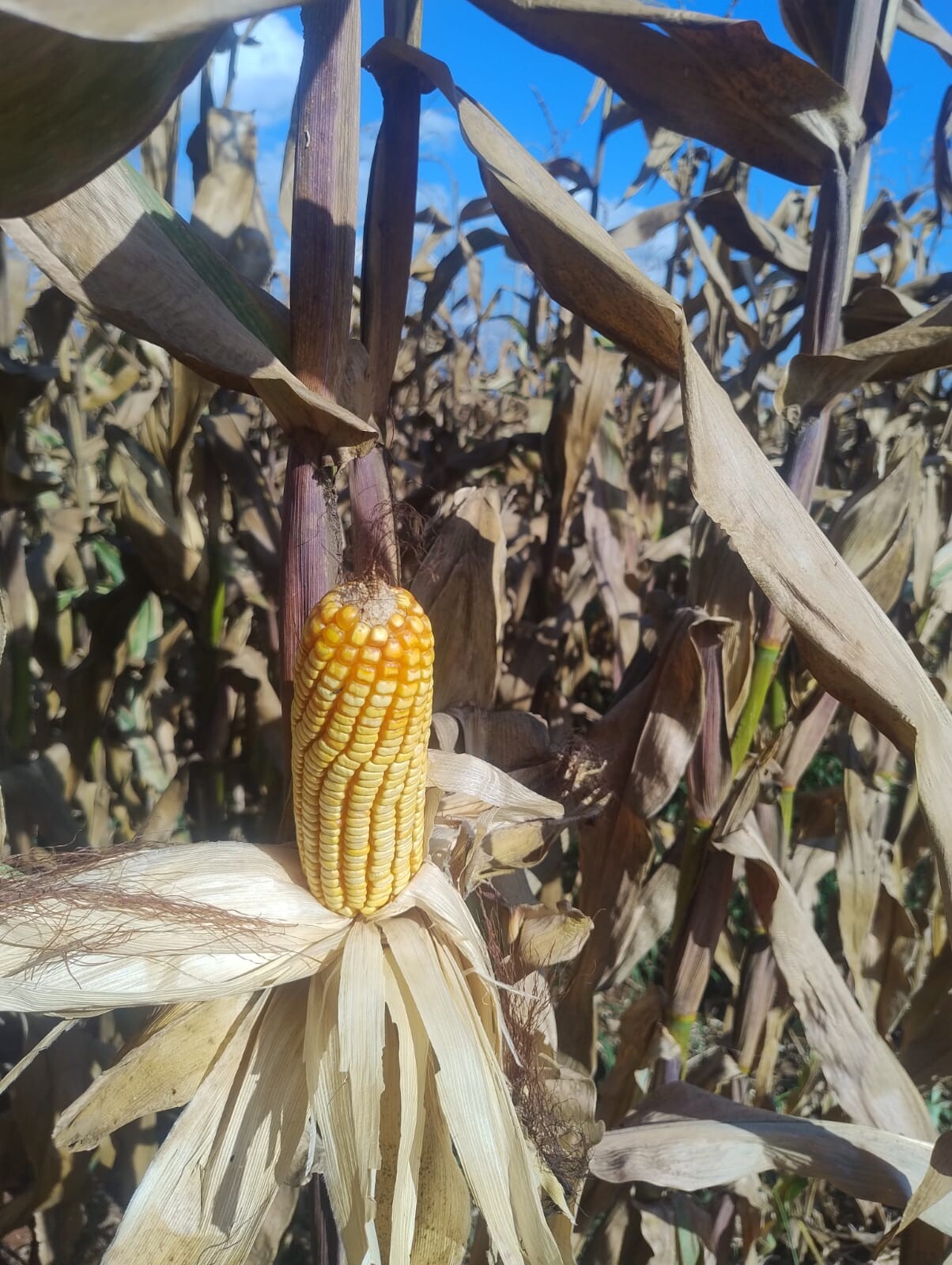 WhatsApp Image 2026-03-10 at 15.50.03 (2).jpeg