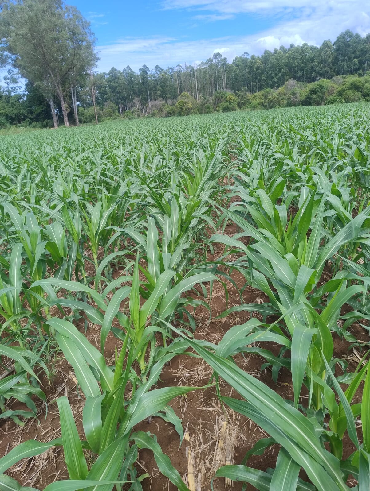 WhatsApp Image 2026-03-10 at 15.50.04 (2).jpeg