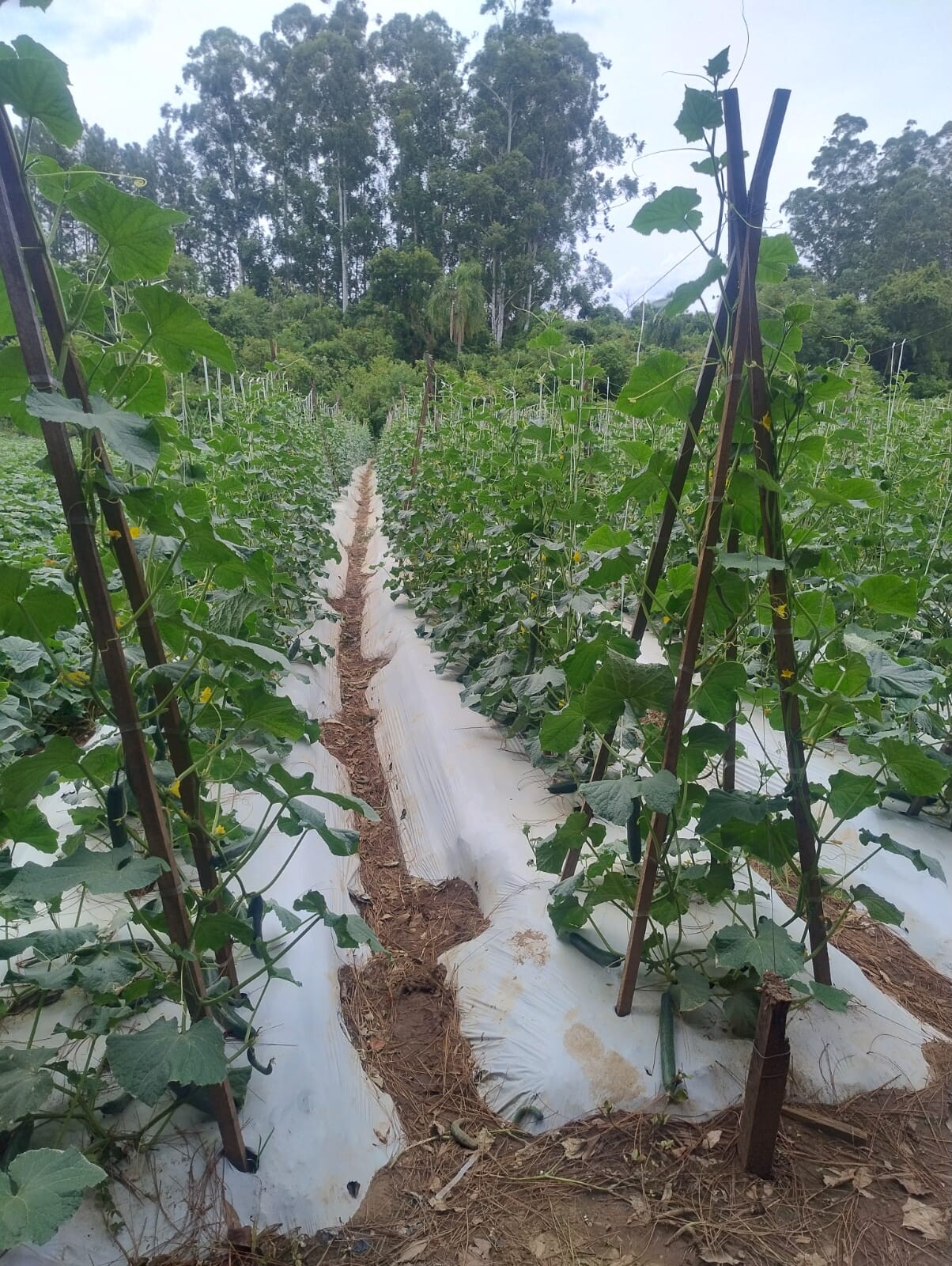 WhatsApp Image 2026-03-10 at 15.50.05.jpeg