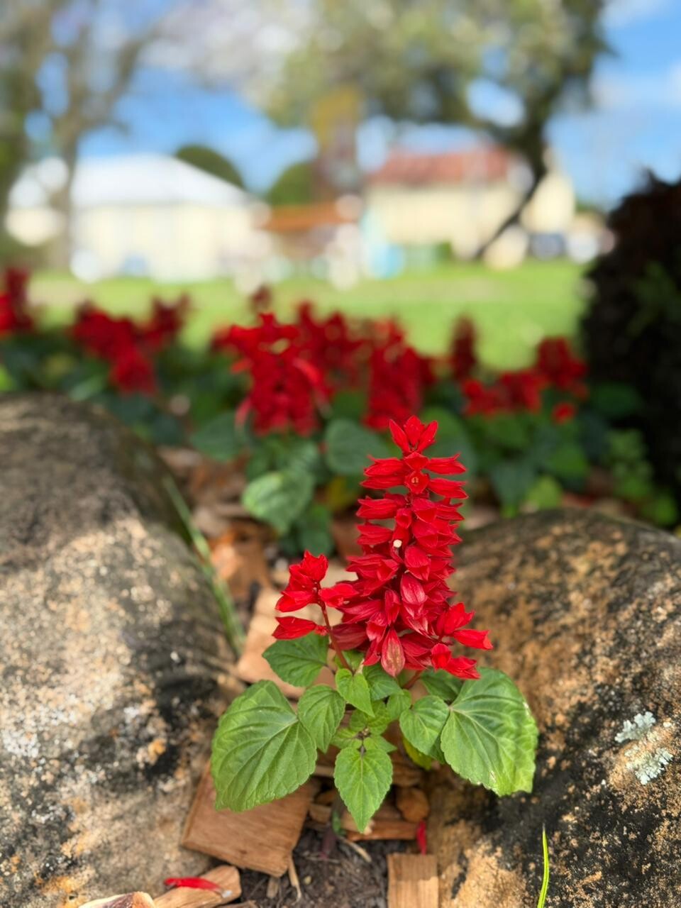 flor-simbolo-alegria-do-jardim