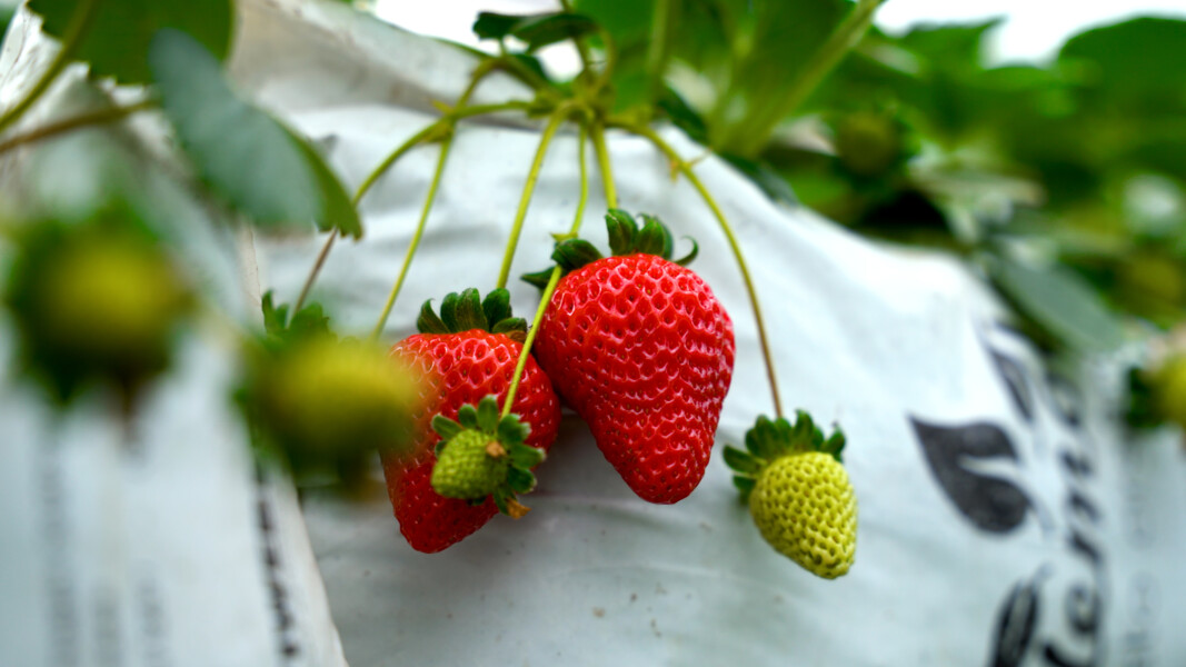 fruto-simbolo-morango